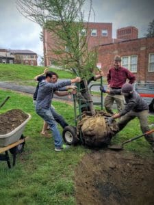 students planting tree