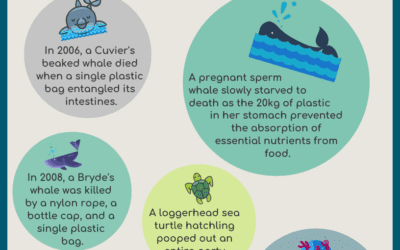Forgotten Marine Life Stories