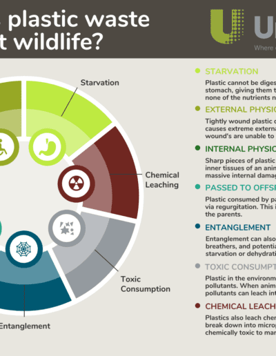 Physical & Chemical Effects of Plastic Pollution