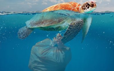 The Summer Of Sustainability – How Plastic Pollution Effects Wildlife