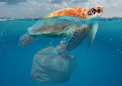 The Summer Of Sustainability – How Plastic Pollution Effects Wildlife
