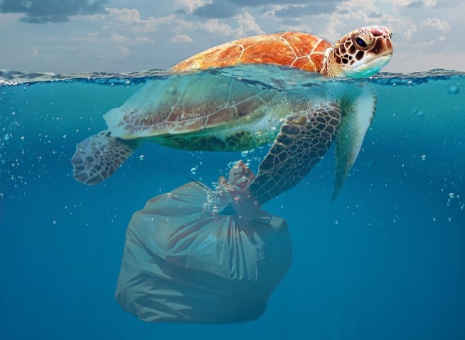 The Summer Of Sustainability - How Plastic Pollution Effects Wildlife